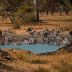 zebras cooling in the savanna river